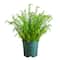 4ft. UV Resistant Artificial Boston Fern Plant with Real Touch Leaves (Indoor/Outdoor)